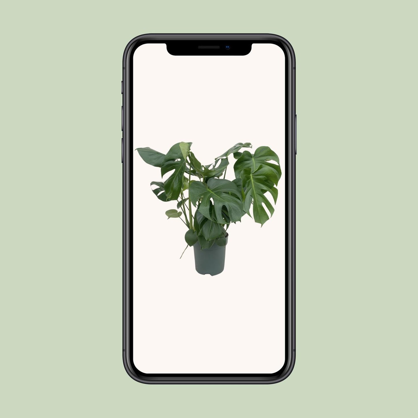 Monstera Deliciosa - Ø24cm - ↕80cm