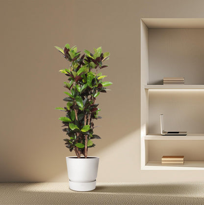 Codiaeum Iceton (Croton Iceton) - 140 cm - ø27