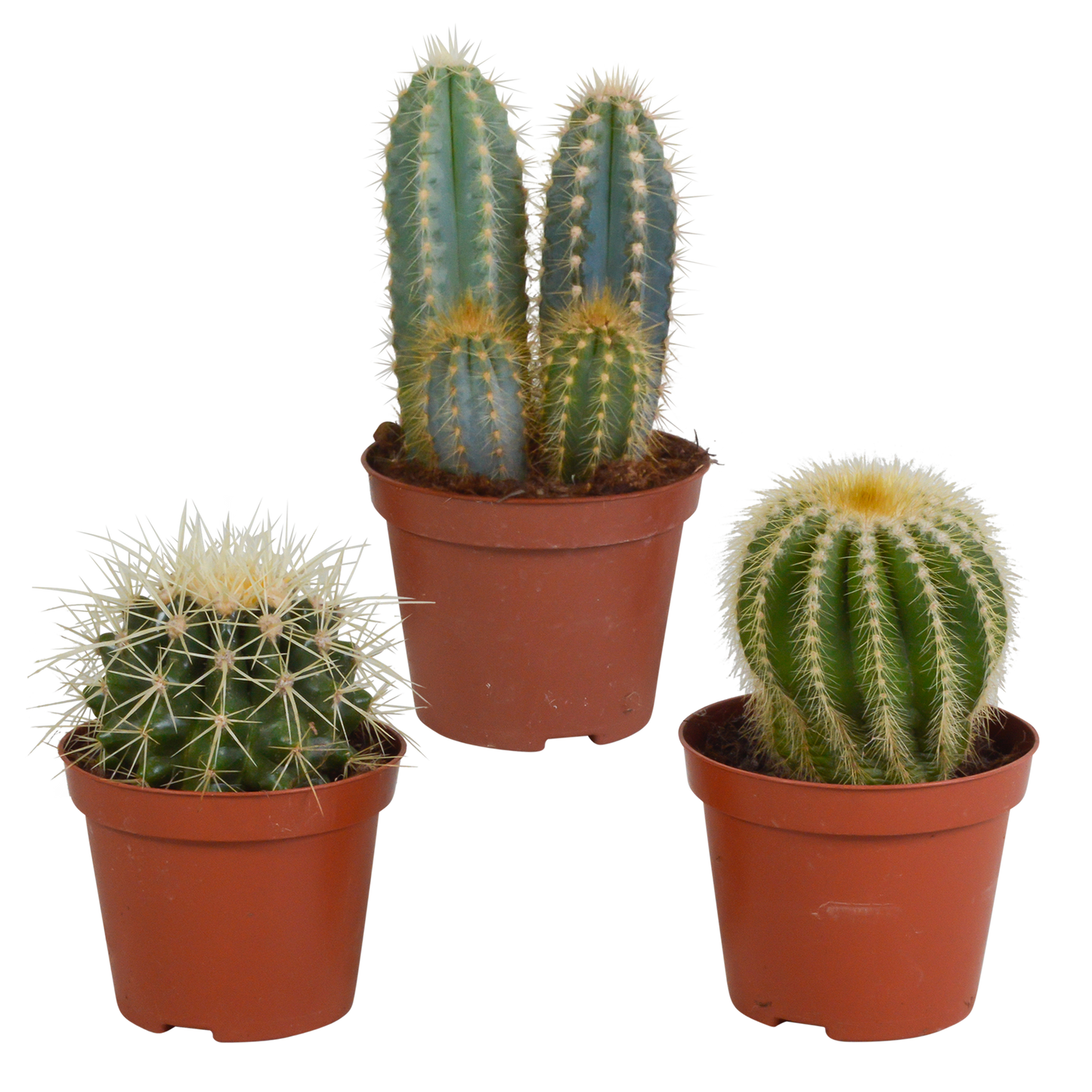 Kakteen-Mischung 3er Set im 8,5 cm Topf