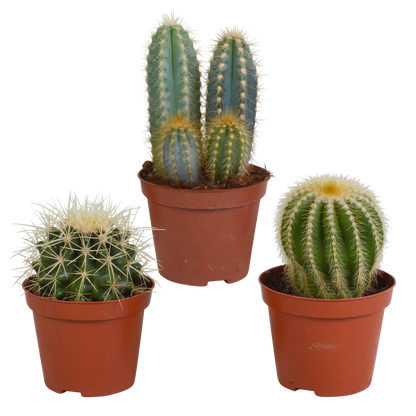 Kakteen-Mischung 3er Set im 8,5 cm Topf