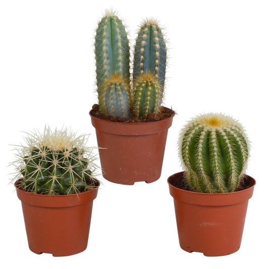 Kakteen-Mischung 3er Set im 8,5 cm Topf