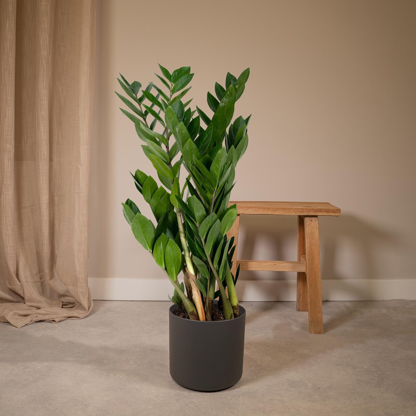 Zamioculcas Zamiifolia  - Ø17cm - ↕70cm