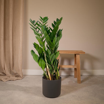 Zamioculcas Zamiifolia  - Ø17cm - ↕70cm