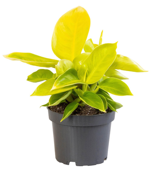 Philodendron Moonshine - Ø12 ↕30