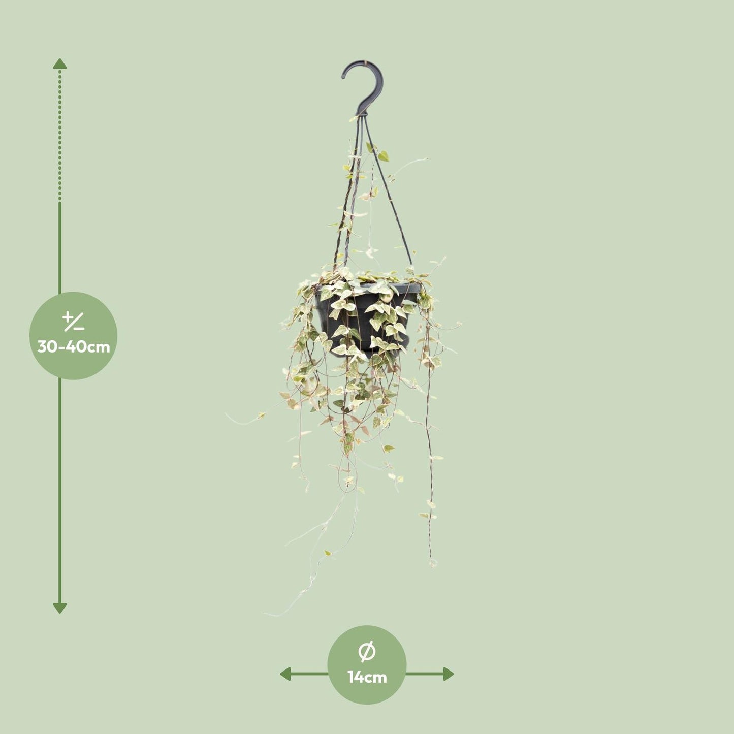 Ceropegia Woodii ssp.woodii - Ø14cm - ↕50cm