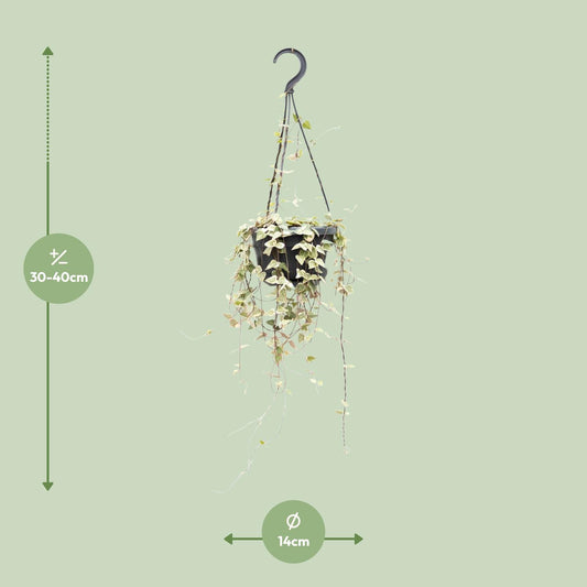 Ceropegia Woodii ssp.woodii - Ø14cm - ↕50cm