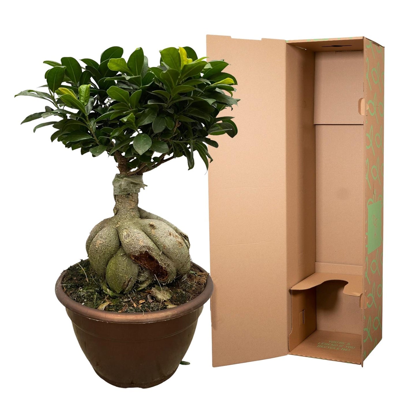 Ficus Ginseng Bonsai 50 cm – Stilvolle Zimmerpflanze