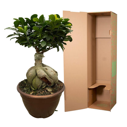 Ficus Ginseng Bonsai 50 cm – Stilvolle Zimmerpflanze