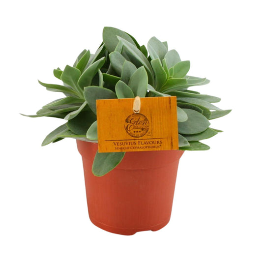 Senecio Cephalophorus - Ø10,5cm - ↕15cm