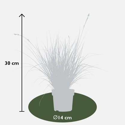 3x - Carex brunnea 'Variegata' - ↨30cm - Ø14