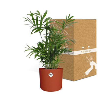 Chamaedorea in ELHO b.for soft rond 14cm brique
