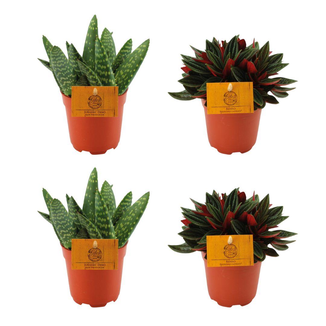 2x Aloe Paradisicum + 2x  Peperomia Rosso - 4 stuks - Ø10.5cm - ↕10cm