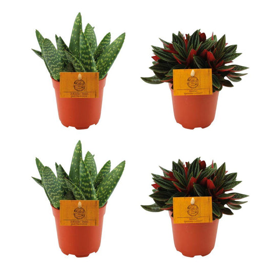 2x Aloe Paradisicum + 2x  Peperomia Rosso - 4 stuks - Ø10.5cm - ↕10cm
