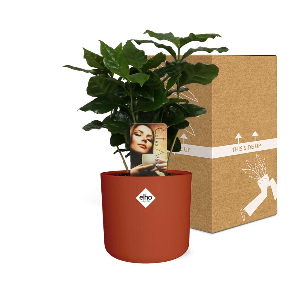 Coffea Arabica in ELHO b.for soft rond 14cm brique