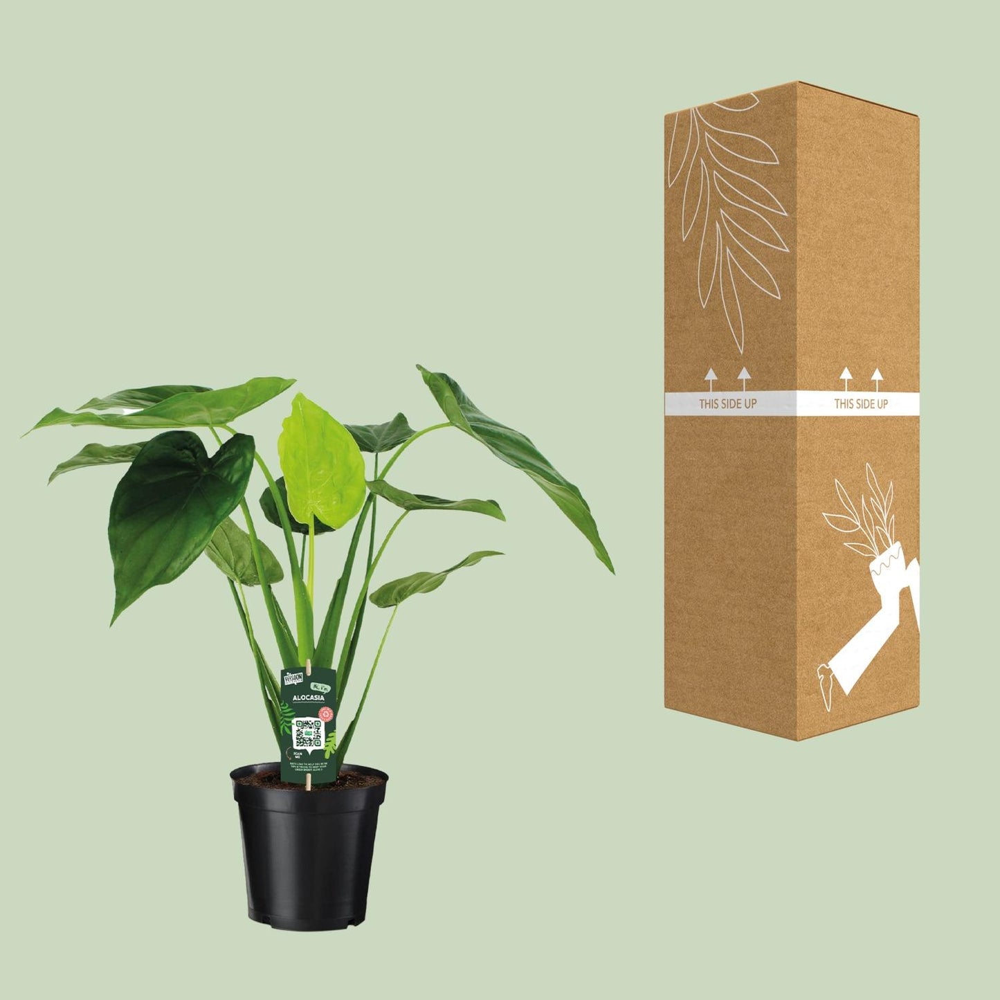 Alocasia Cucullata - Elefantenohr - Ø19cm - ↕55cm