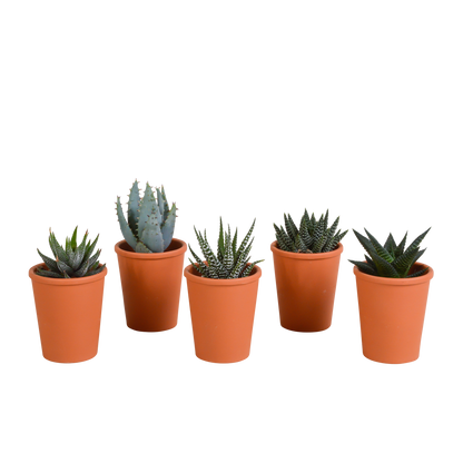 Gasteria & Haworthia Mix 5er Set im Terrakotta-Topf