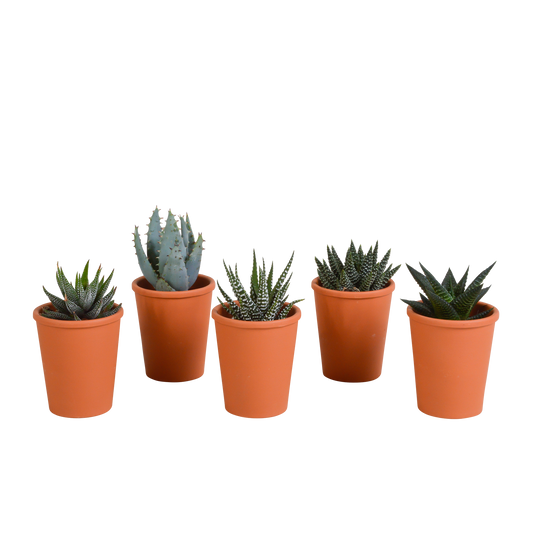 Gasteria & Haworthia Mix 5er Set im Terrakotta-Topf