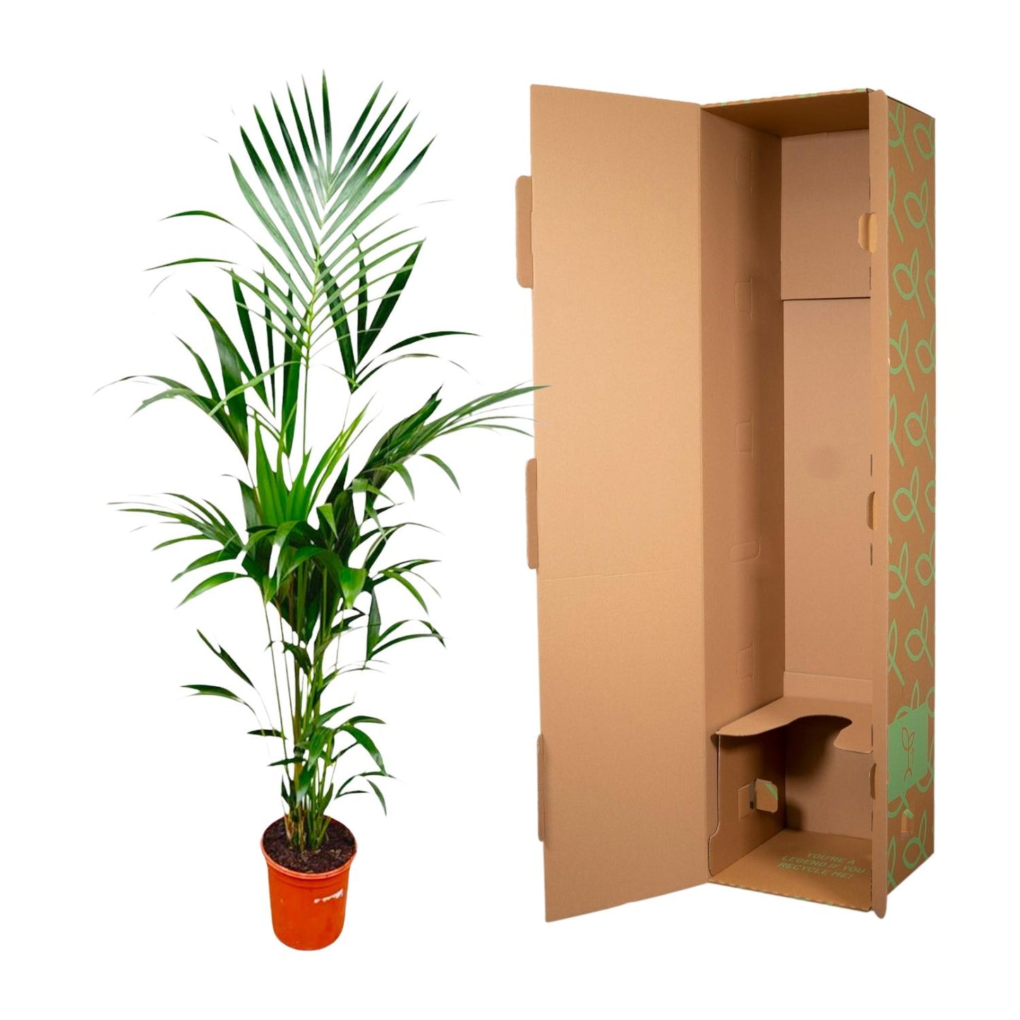 Kentia Palme 180 cm – Pflegeleichte tropische Zimmerpflanze