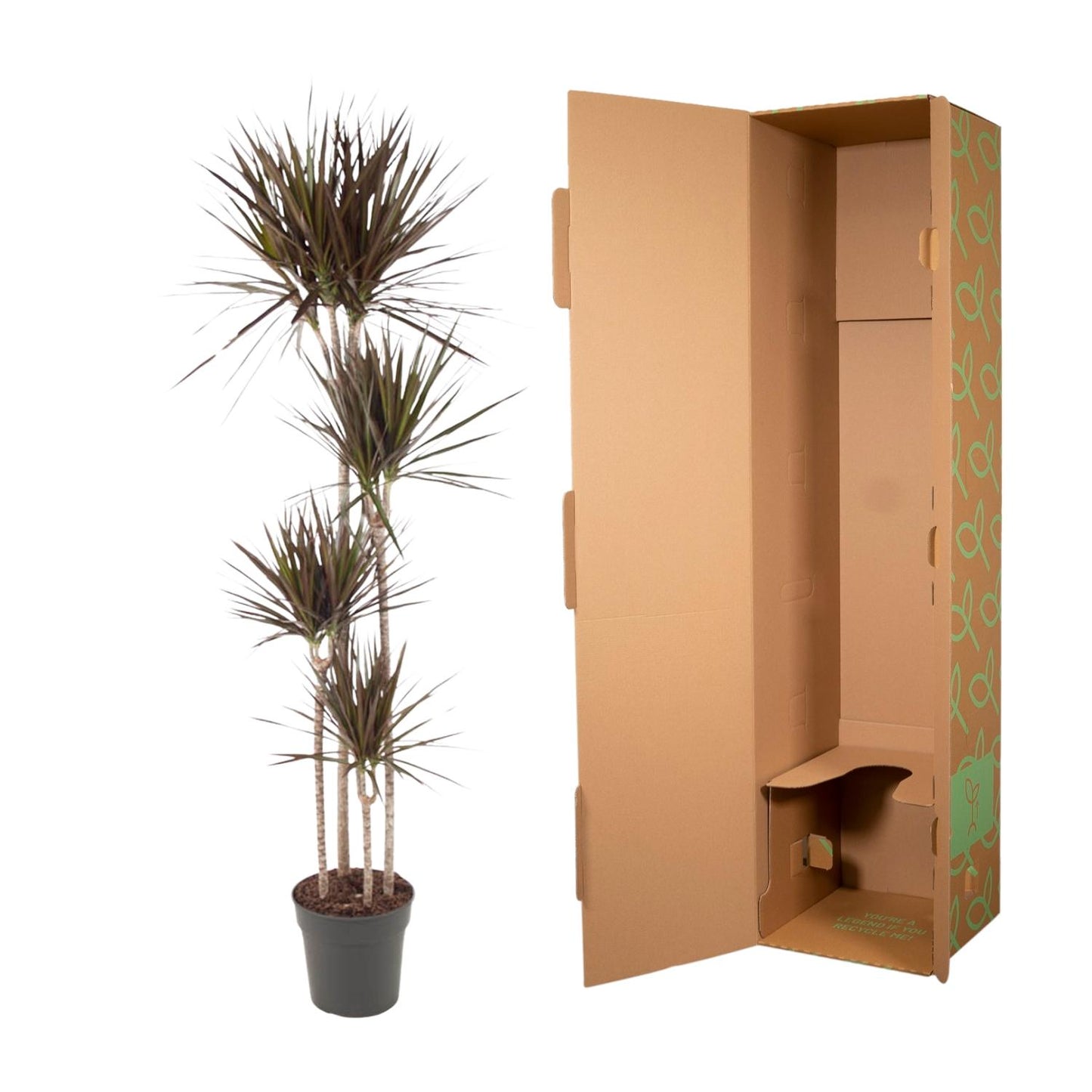 Drachenbaum Magenta 180 cm – Exotische, pflegeleichte Zimmerpflanze