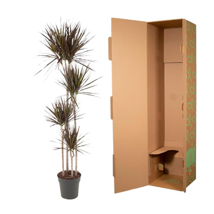 Drachenbaum Magenta 180 cm – Exotische, pflegeleichte Zimmerpflanze