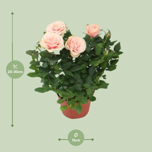 Rosa Light Pink - Ø12cm - ↕29cm