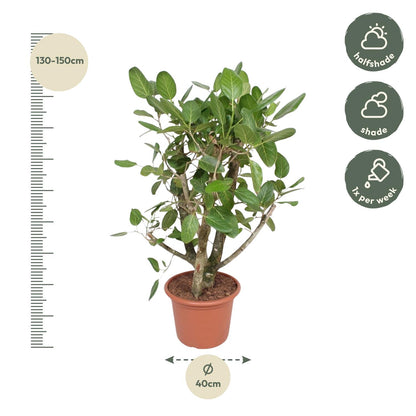 Bengalische Feige 140 cm – Tropische Zimmerpflanze