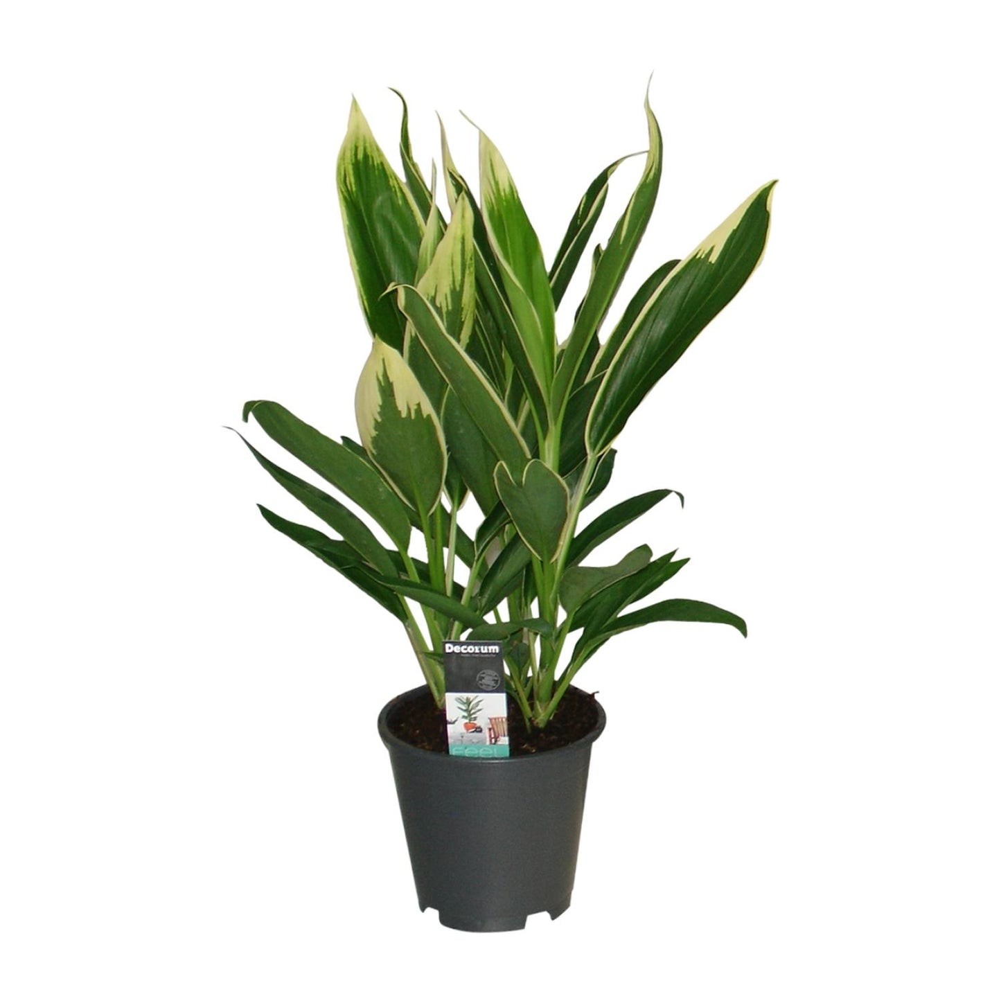 Cordyline New Conga - Ø19cm - ↕60cm