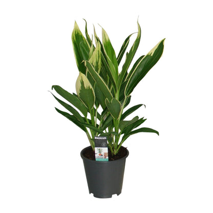 Cordyline New Conga - Ø19cm - ↕60cm