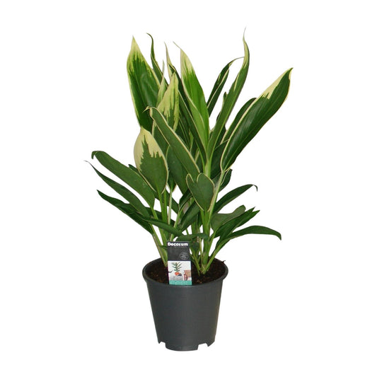 Cordyline New Conga - Ø19cm - ↕60cm