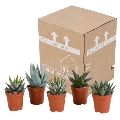 Gasteria/Haworthia-Mischung 5,5cm - zonder pot - 5x