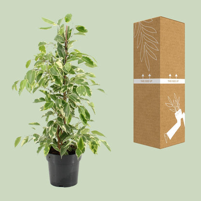 Ficus Benjamina Golden King - Ø17cm - ↕70cm
