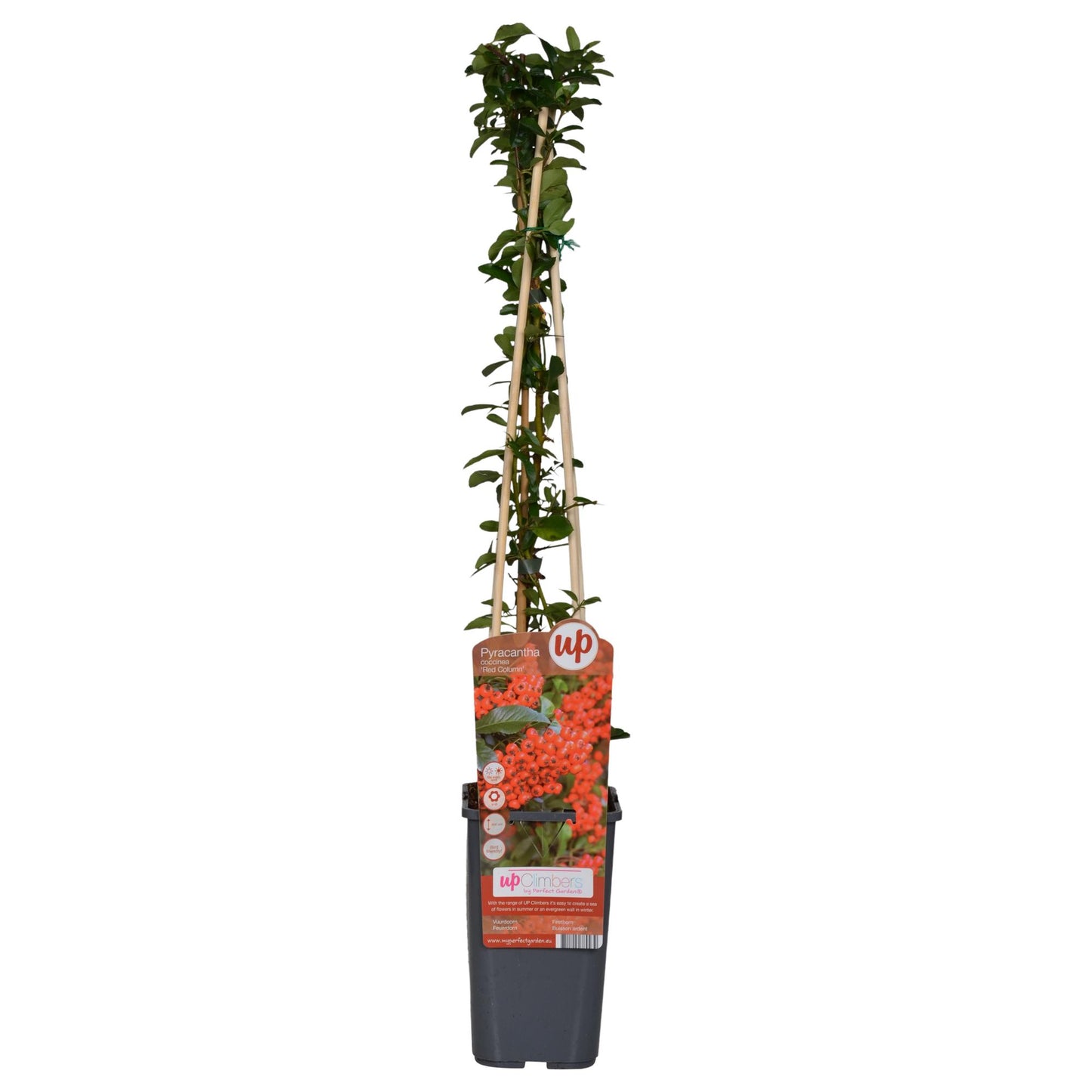 3x - Pyracantha coccinea 'Red Column' - ↨65cm - Ø15