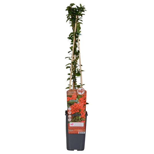 3x - Pyracantha coccinea 'Red Column' - ↨65cm - Ø15