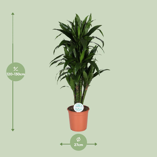 Dracaena Deremensis Janet Lind - Ø27cm - ↕125cm