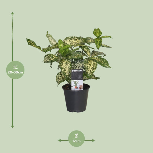 Dracaena Godsefiana - Ø12cm - ↕25cm