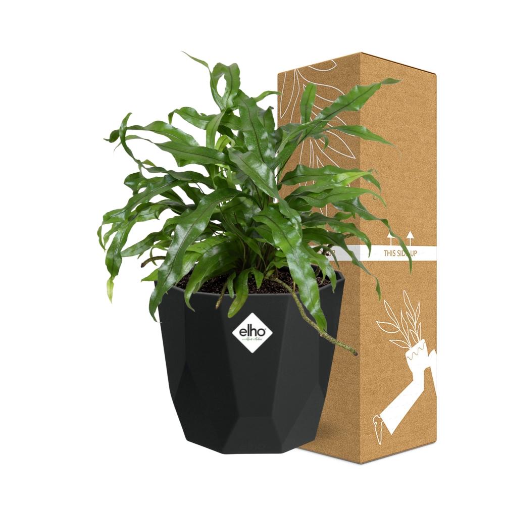 Microsorum Diversifolium in 14cm b.for rock living black