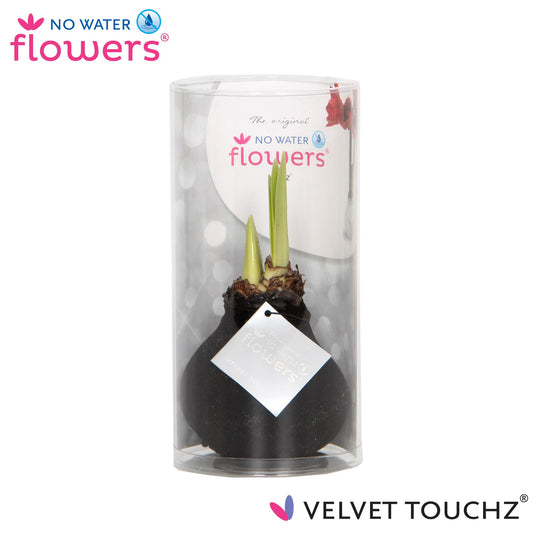 No Water Flowers Velvet Touchz® Black In Koker - ↕15cm
