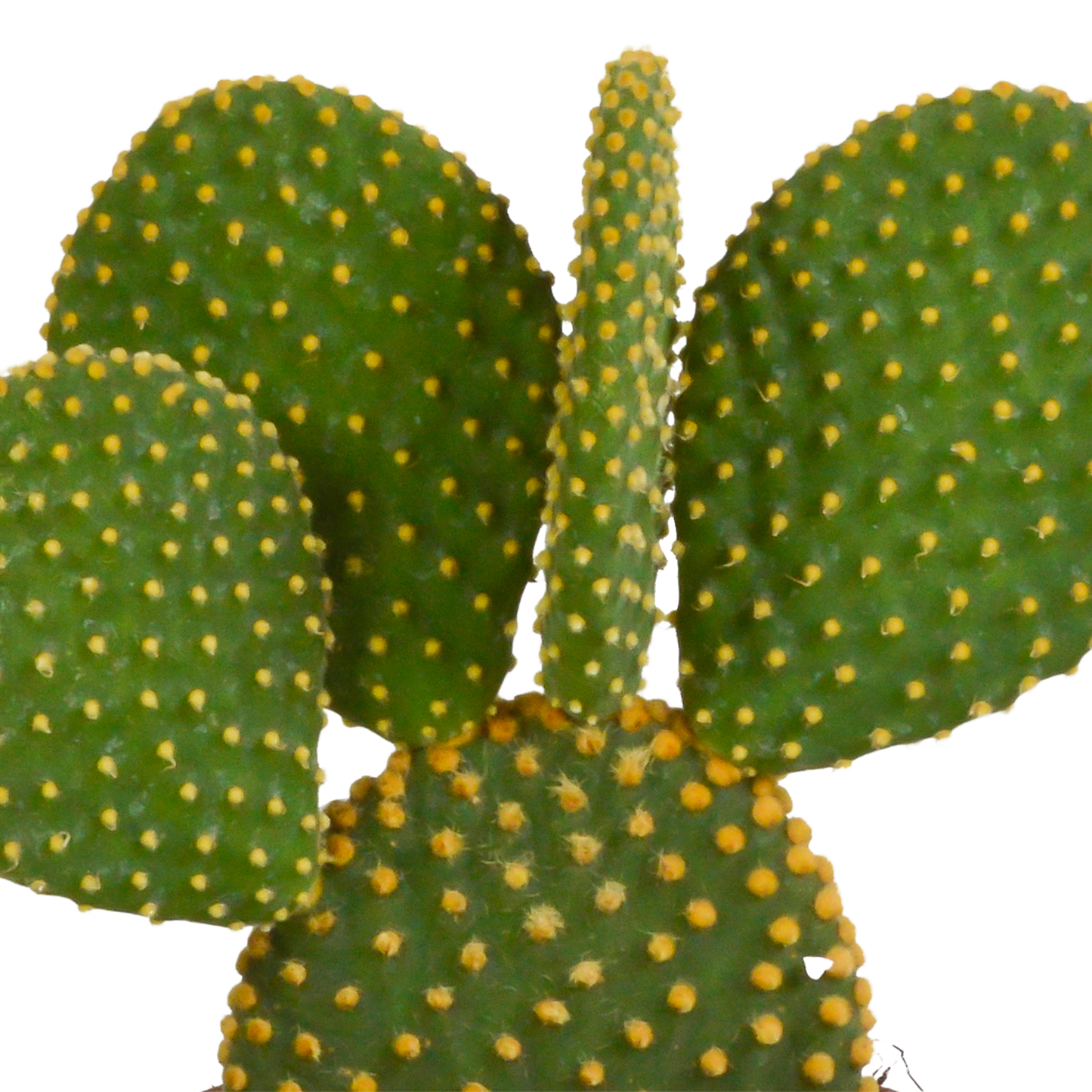 Micky Maus Kaktus (Opuntia microdasys) – 12 cm Topf