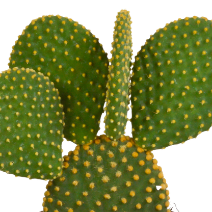Micky Maus Kaktus (Opuntia microdasys) – 12 cm Topf