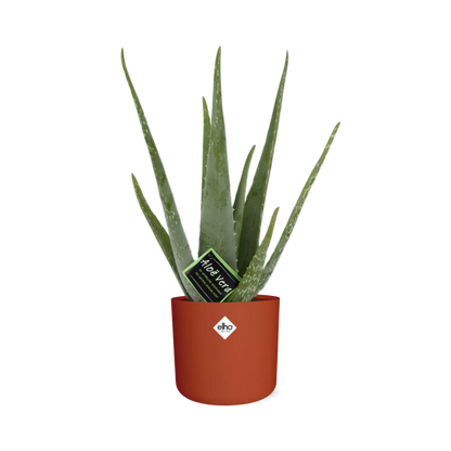 Aloe Vera 12cm in ELHO b.for soft rond 14cm brique