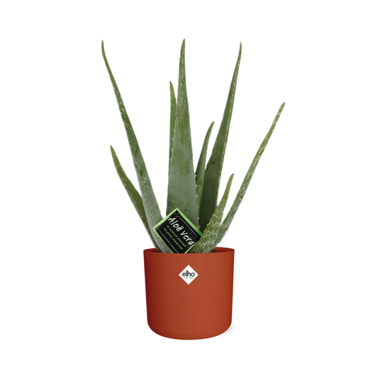 Aloe Vera 12cm in ELHO b.for soft rond 14cm brique