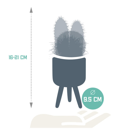 Kakteenmischung 8,5 cm - 3x - in Mexicaanse pot