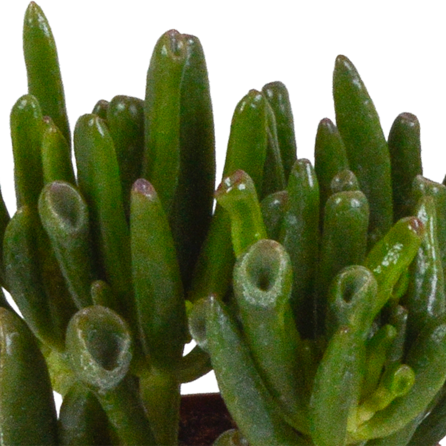 Crassula-Mix 3er Set im Terrakotta-Topf 8,5 cm