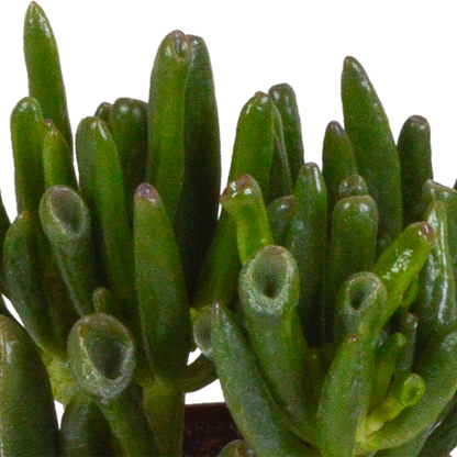 Crassula-Mix 3er Set im Terrakotta-Topf 8,5 cm