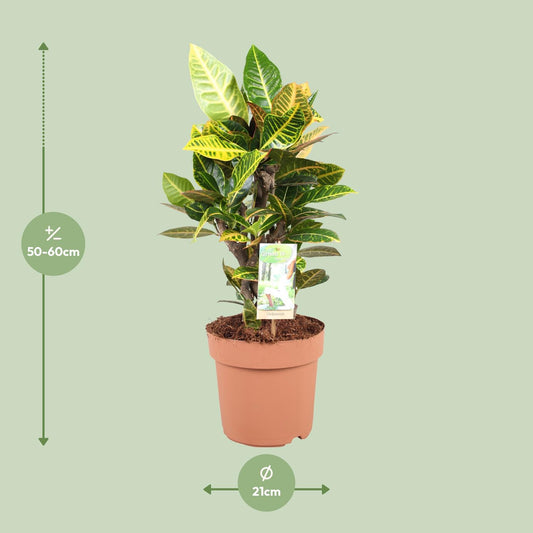 Codiaeum Petra - Ø21cm - ↕60cm