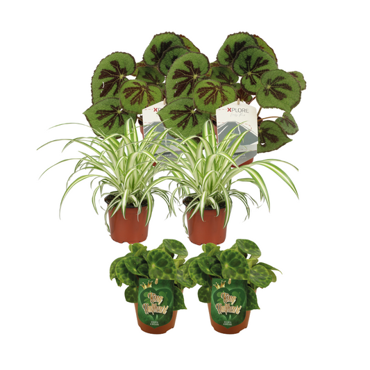 Begonia + Chlorophytum mix - 6 stuks - Ø12cm - ↕20-30cm