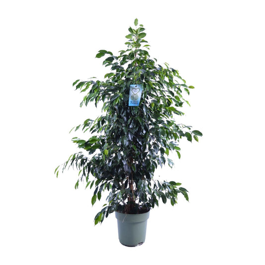 Ficus Benjamina Danielle - Ø27cm - ↕140cm