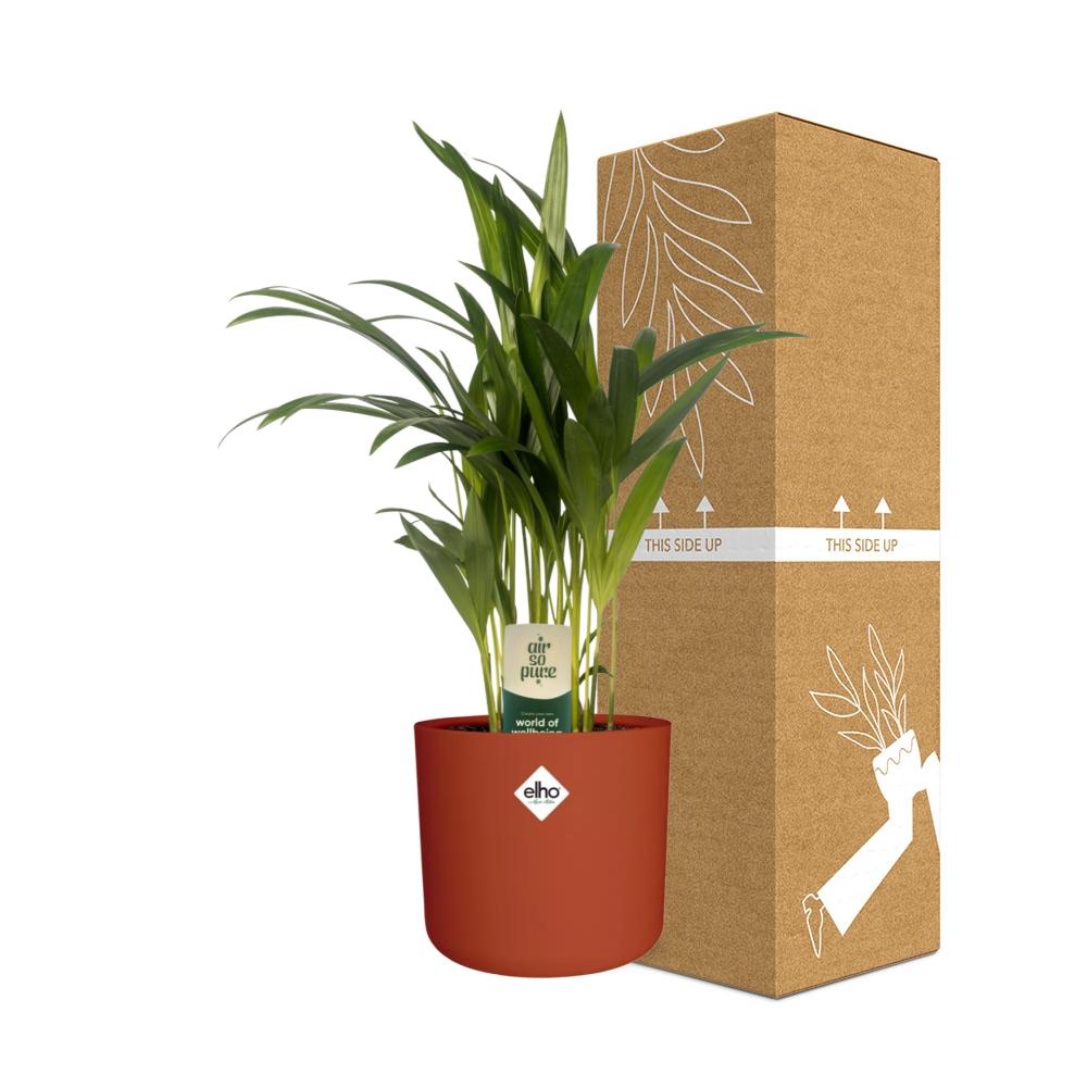 Dypsis Lutescens (Areca) 12cm (zonder Hoes) in ELHO b.for soft rond 14cm brique