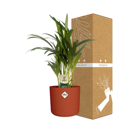 Dypsis Lutescens (Areca) 12cm (zonder Hoes) in ELHO b.for soft rond 14cm brique