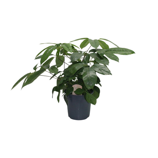 Schefflera Actinophylla - Ø21cm - ↕80cm